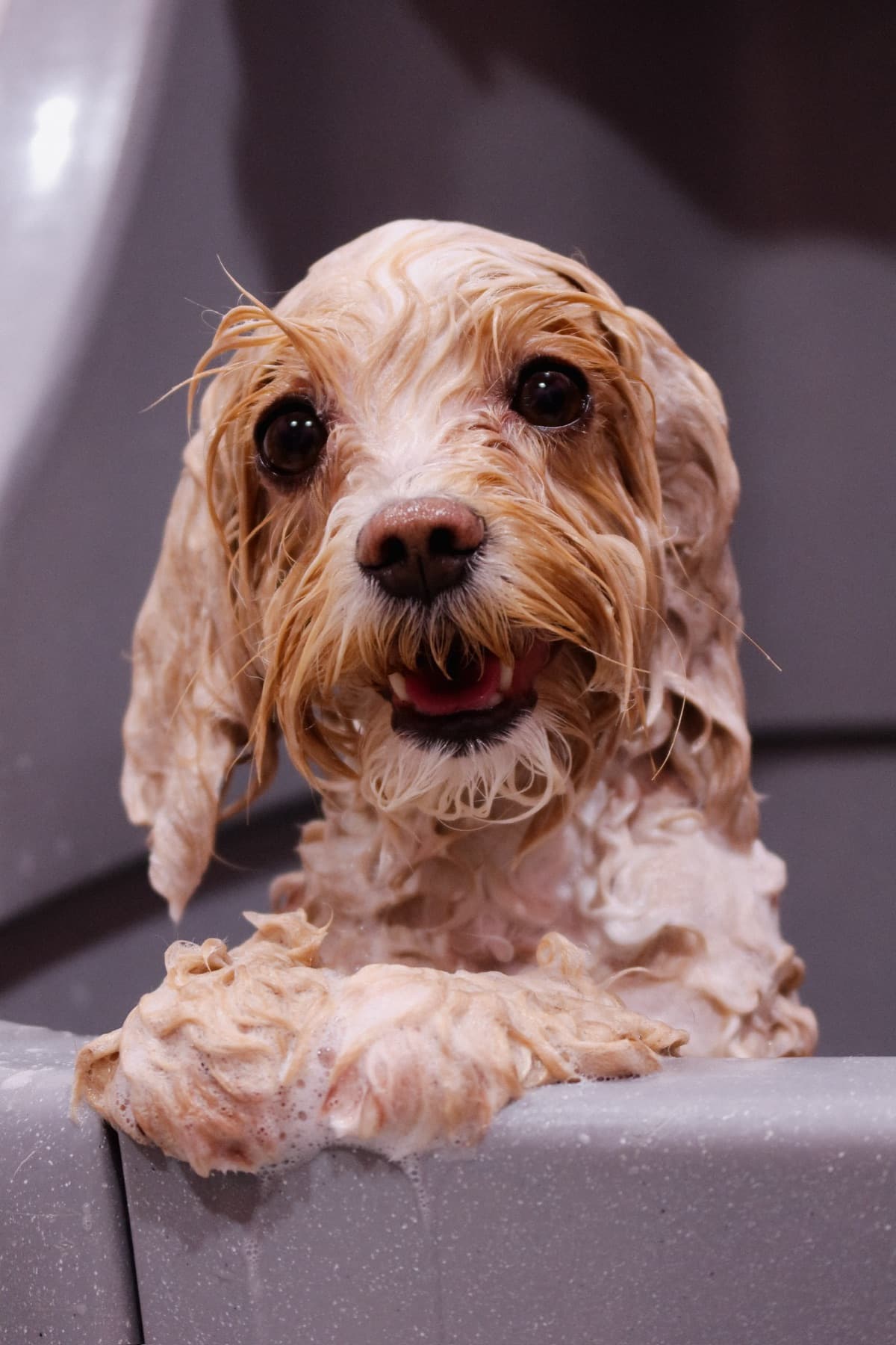 Собака во время мытья в ванне PETLAND