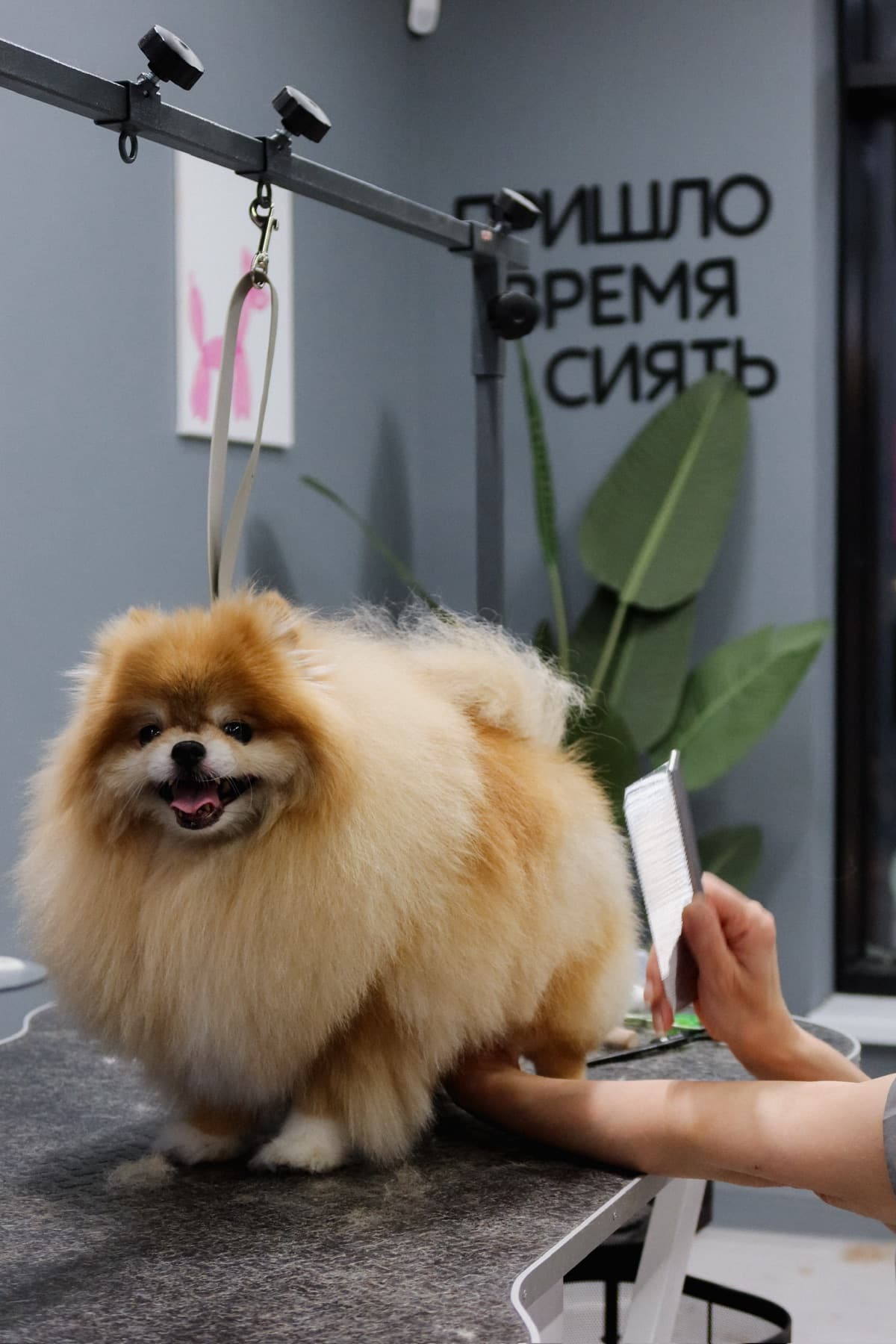 Померанский шпиц во время расчёсывания в PETLAND