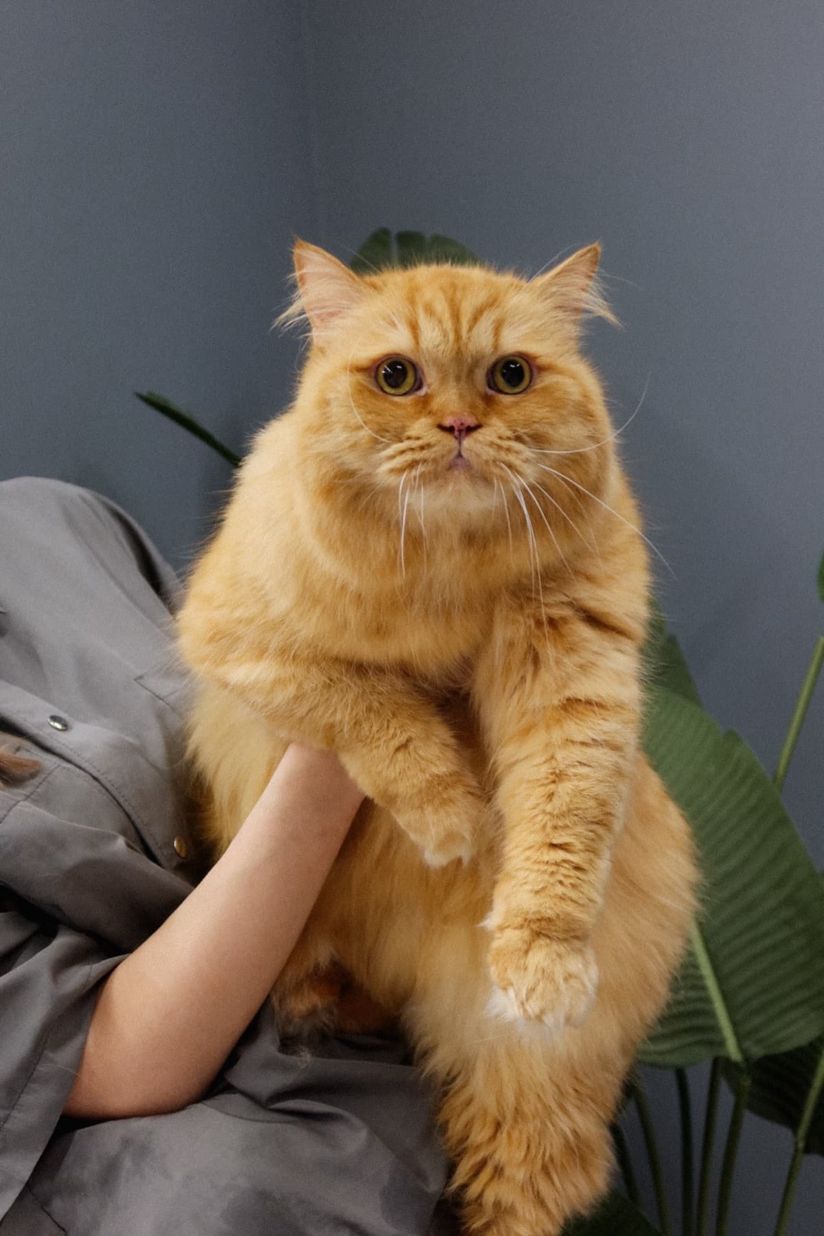 Рыжая кошка в руках мастера PETLAND
