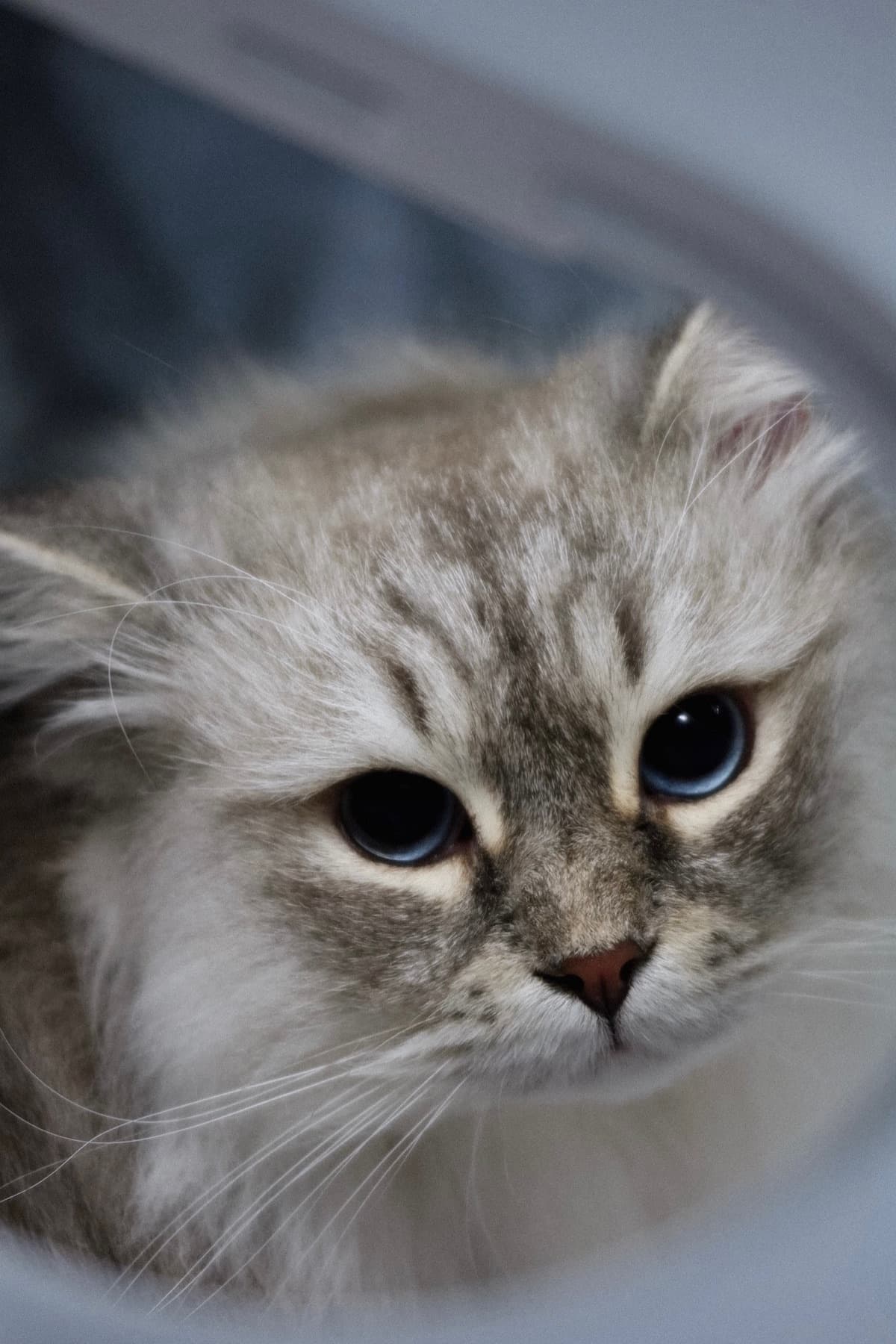 Спокойный котёнок крупным планом