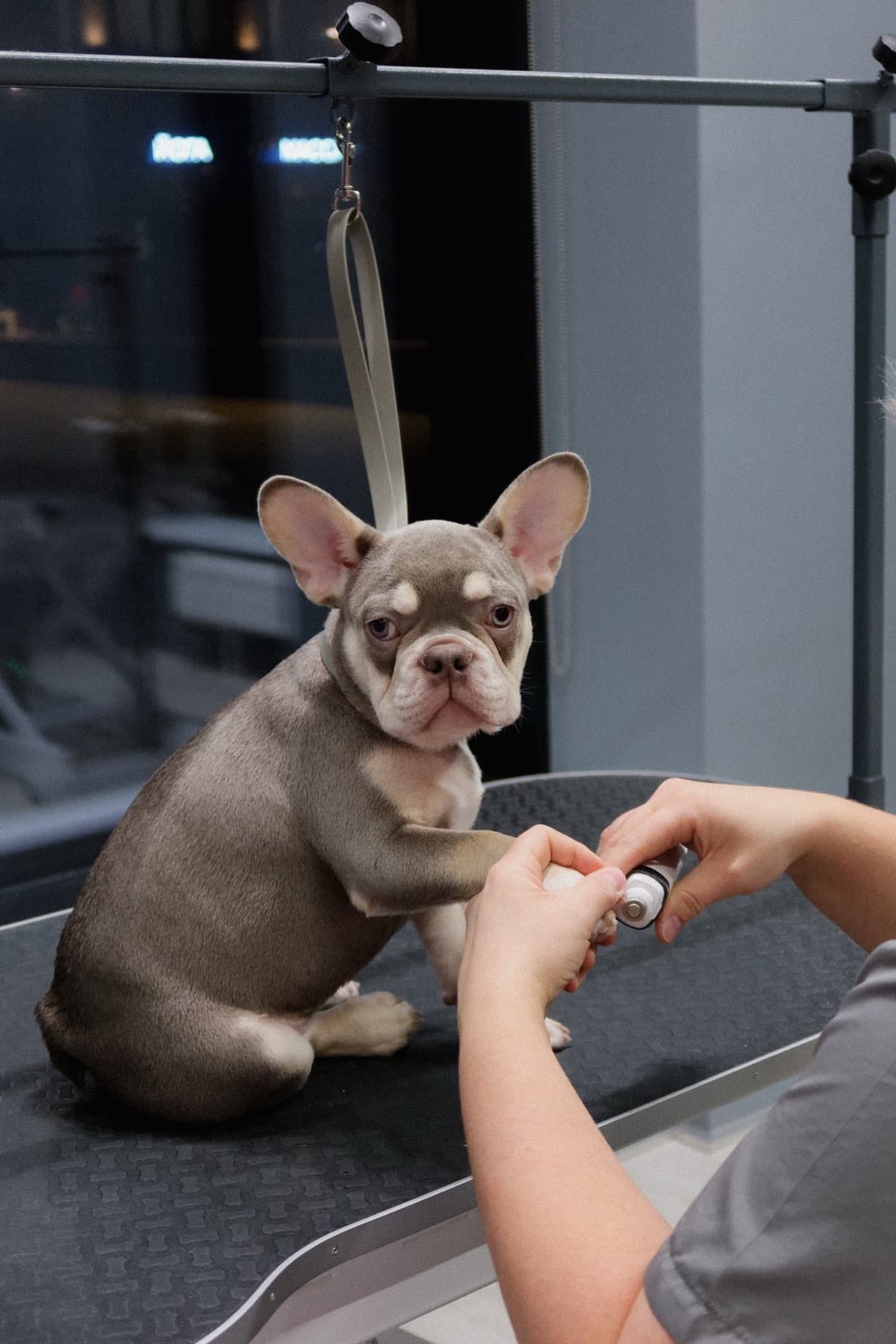 Французский бульдог во время аккуратного ухода за когтями в PETLAND