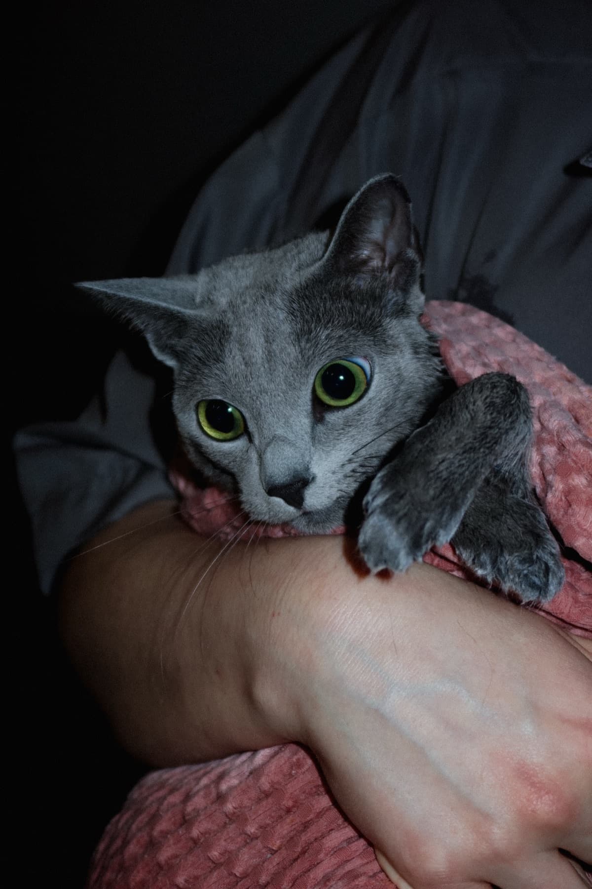 Серая кошка в мягком полотенце PETLAND