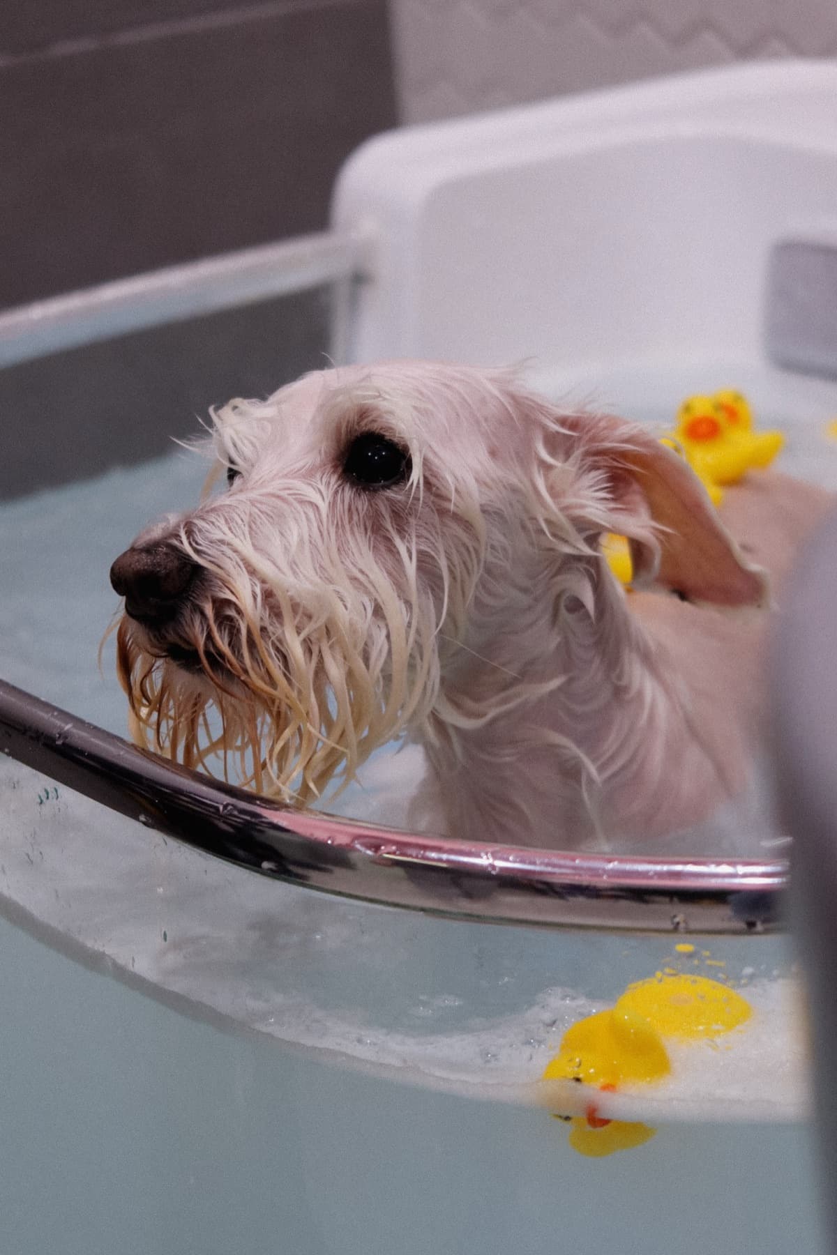 Собака во время спокойного купания в PETLAND