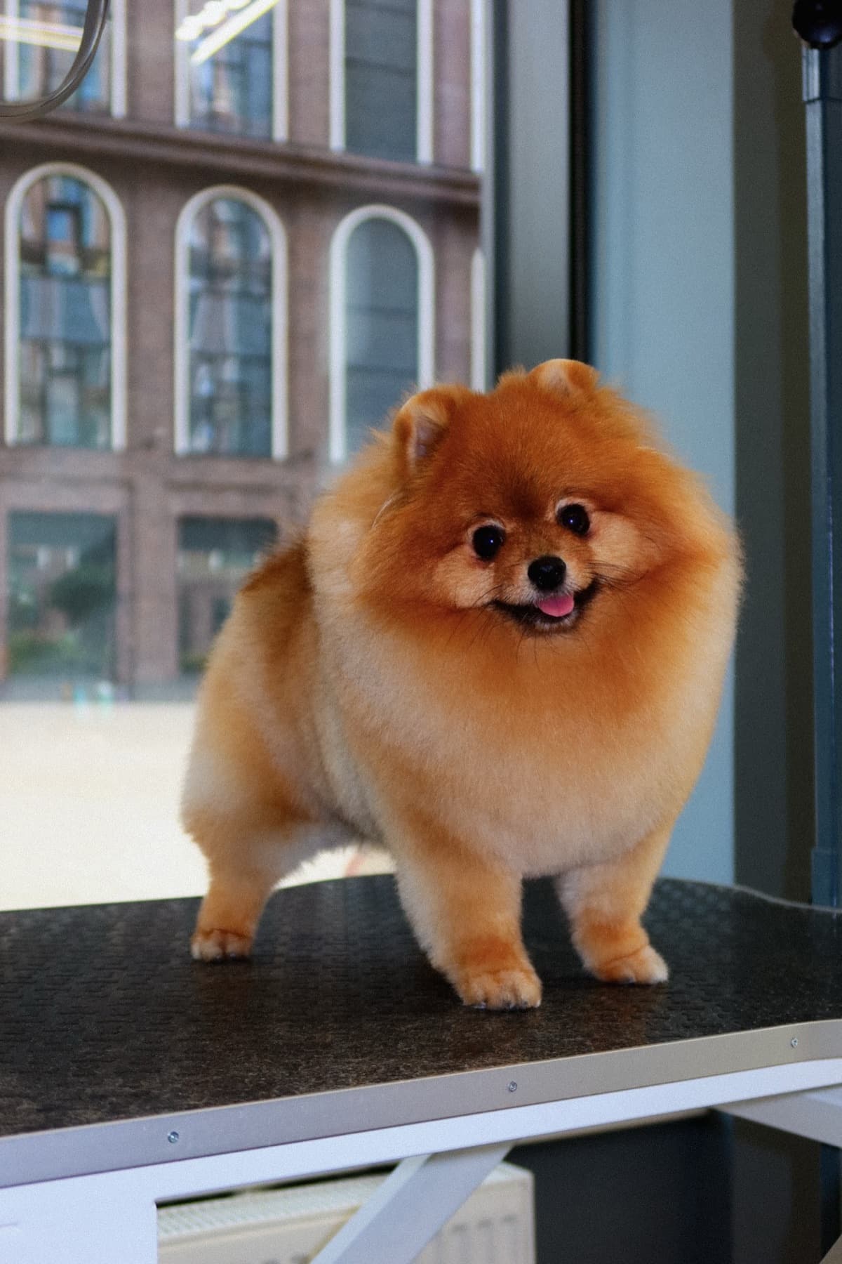 Померанский шпиц после груминга у окна PETLAND