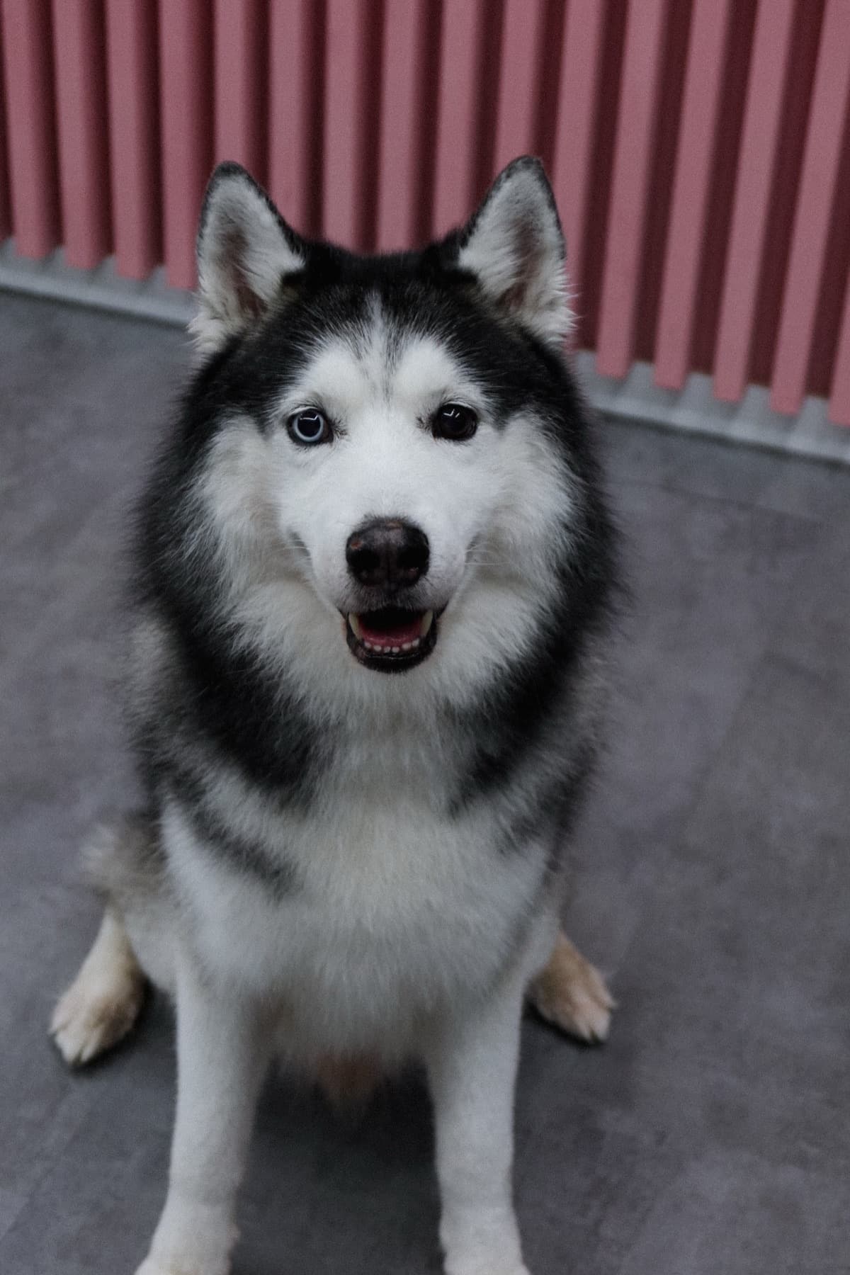 Хаски после ухода в PETLAND