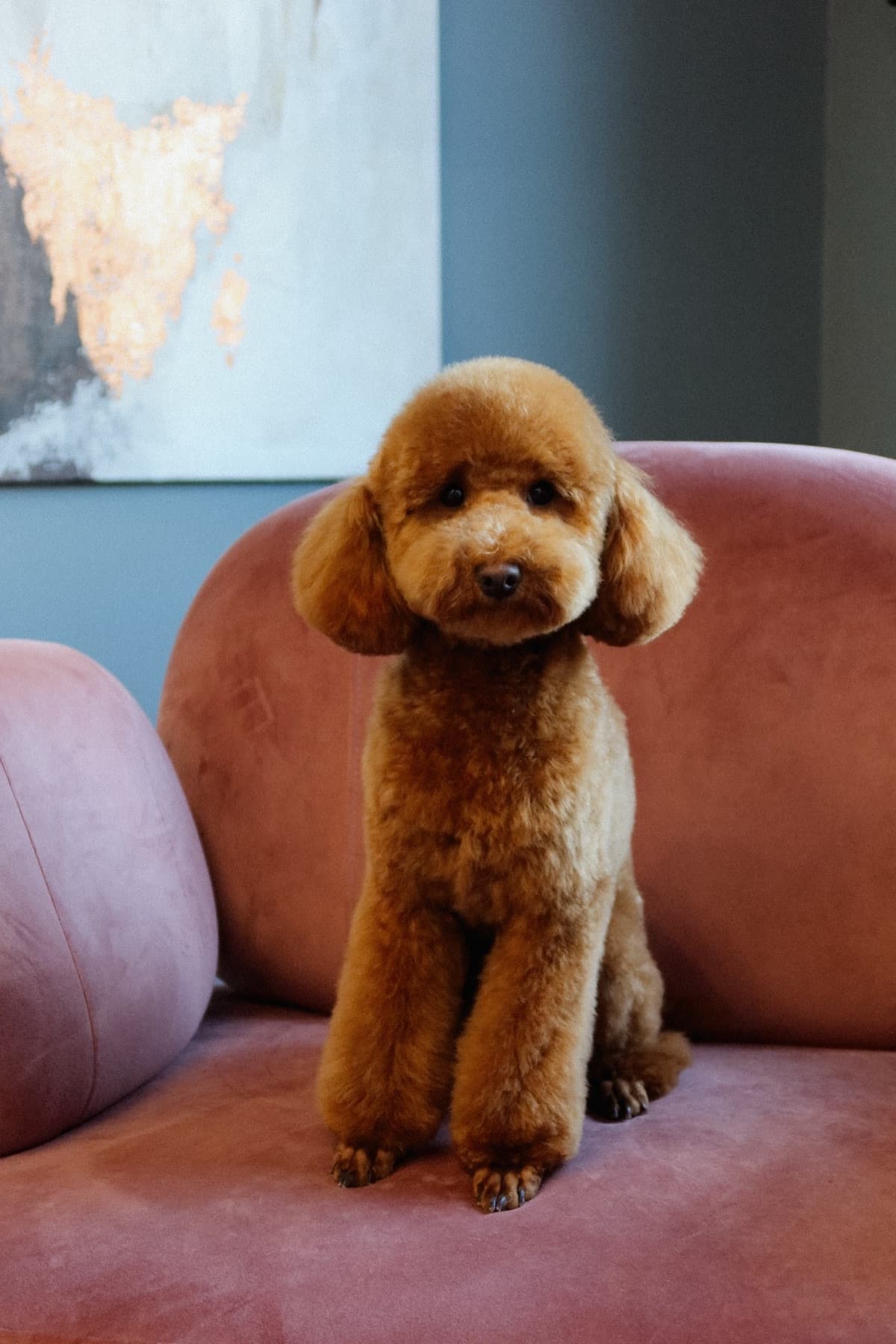 Пудель после ухода в lounge-зоне PETLAND