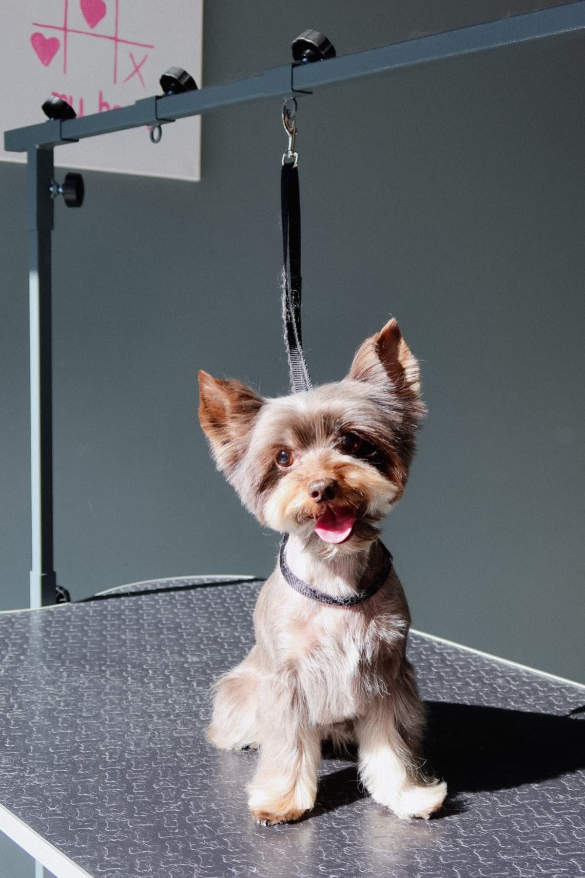 Йоркширский терьер после ухода в PETLAND