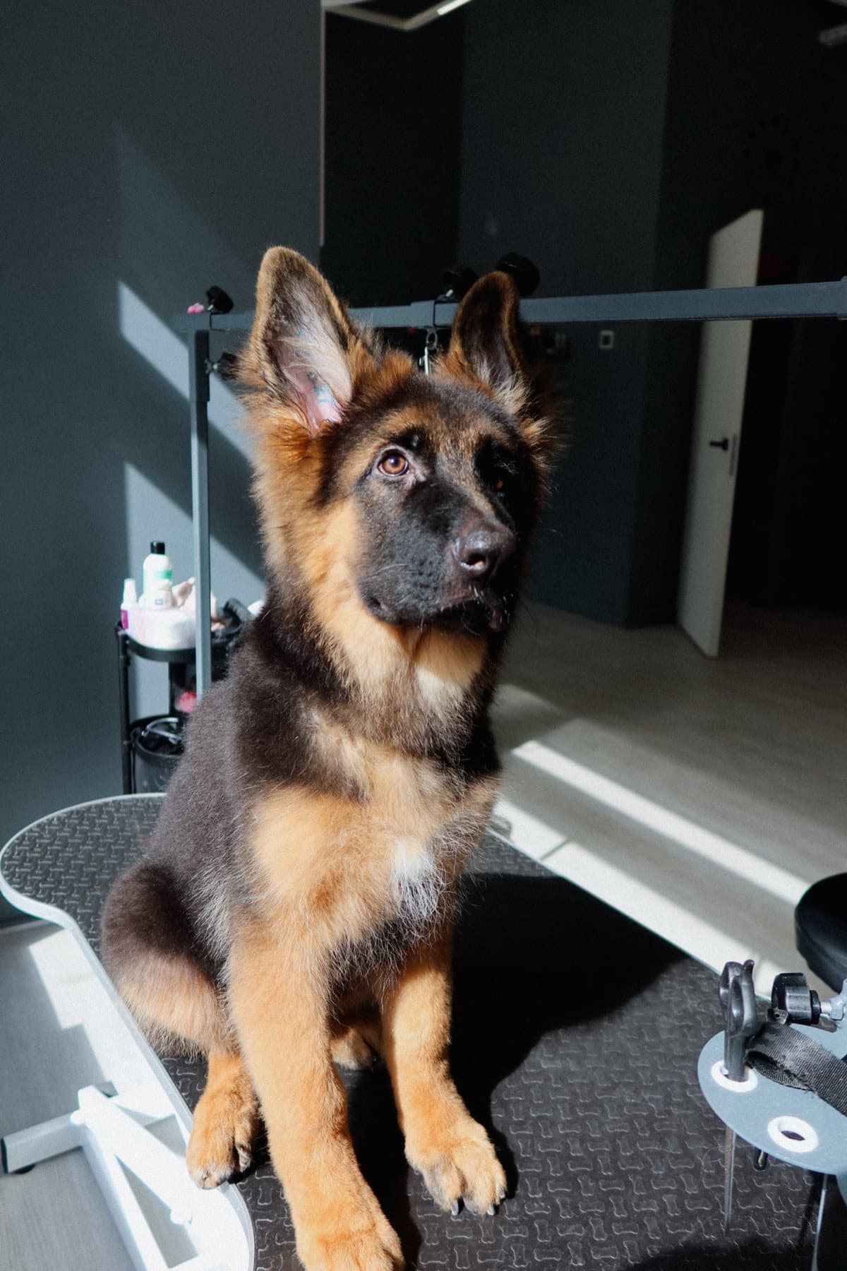 Щенок немецкой овчарки на первом знакомстве с PETLAND