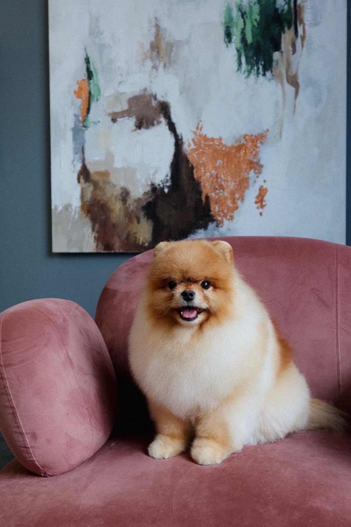 Померанский шпиц после ухода в lounge-зоне PETLAND