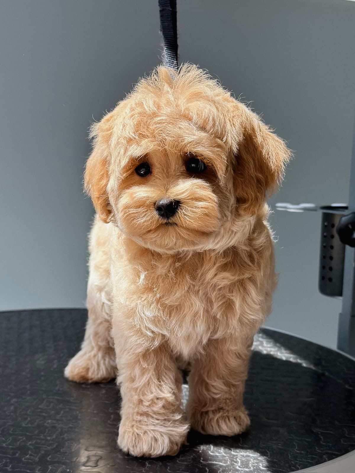 Маленькая собака после ухода на столе PETLAND