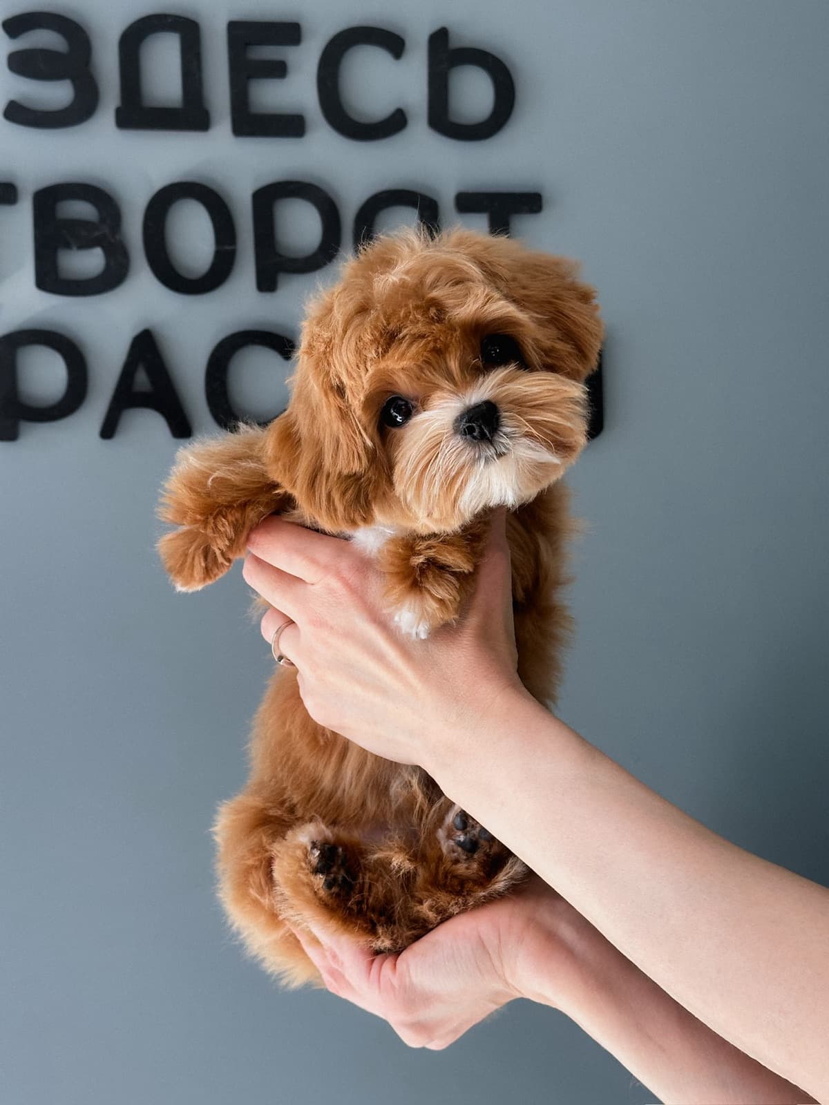 Маленький щенок в руках мастера PETLAND