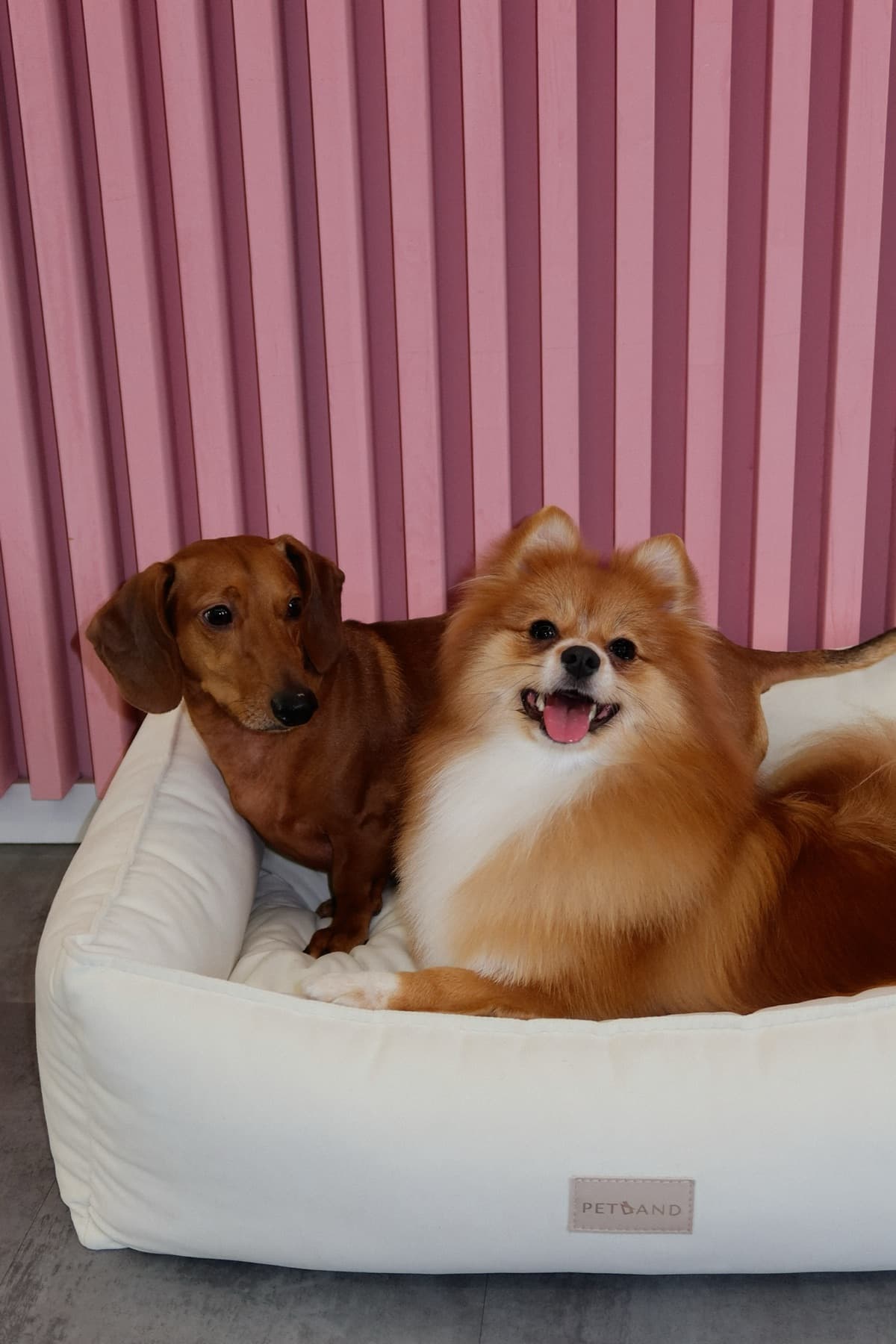 Две собаки отдыхают на лежанке PETLAND