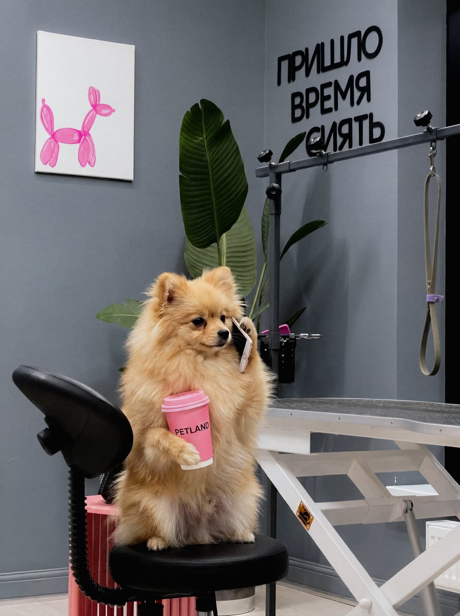 Рабочее место мастера PETLAND