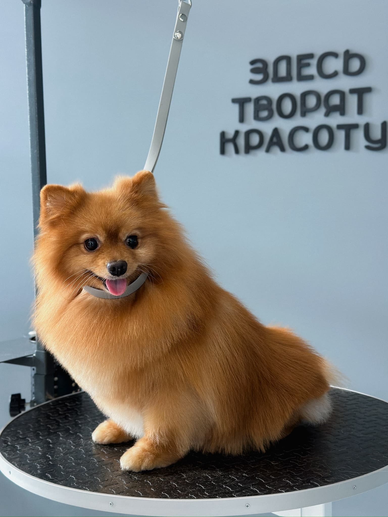 Питомец после спокойного ухода в PETLAND