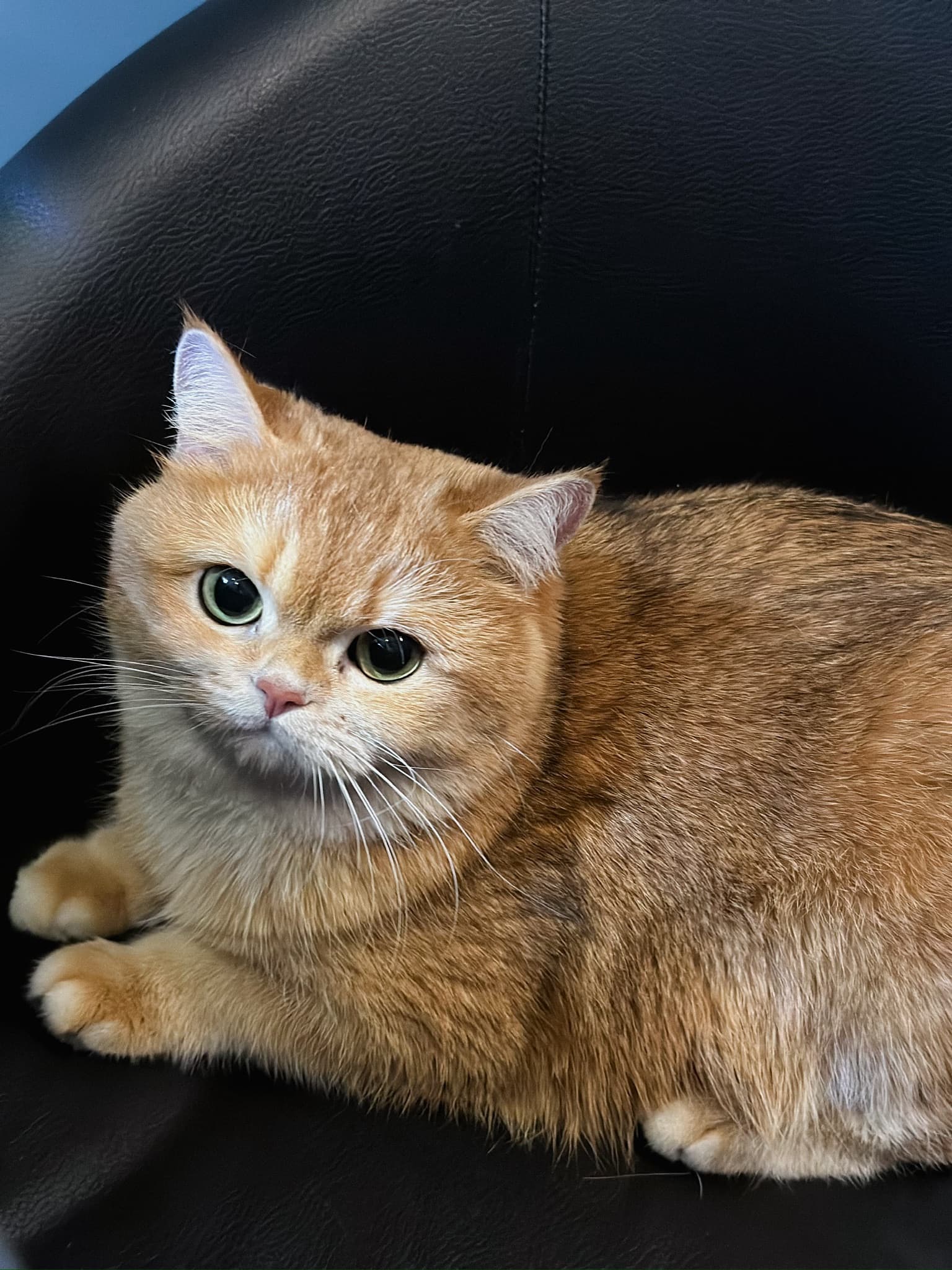 Спокойная кошка в PETLAND