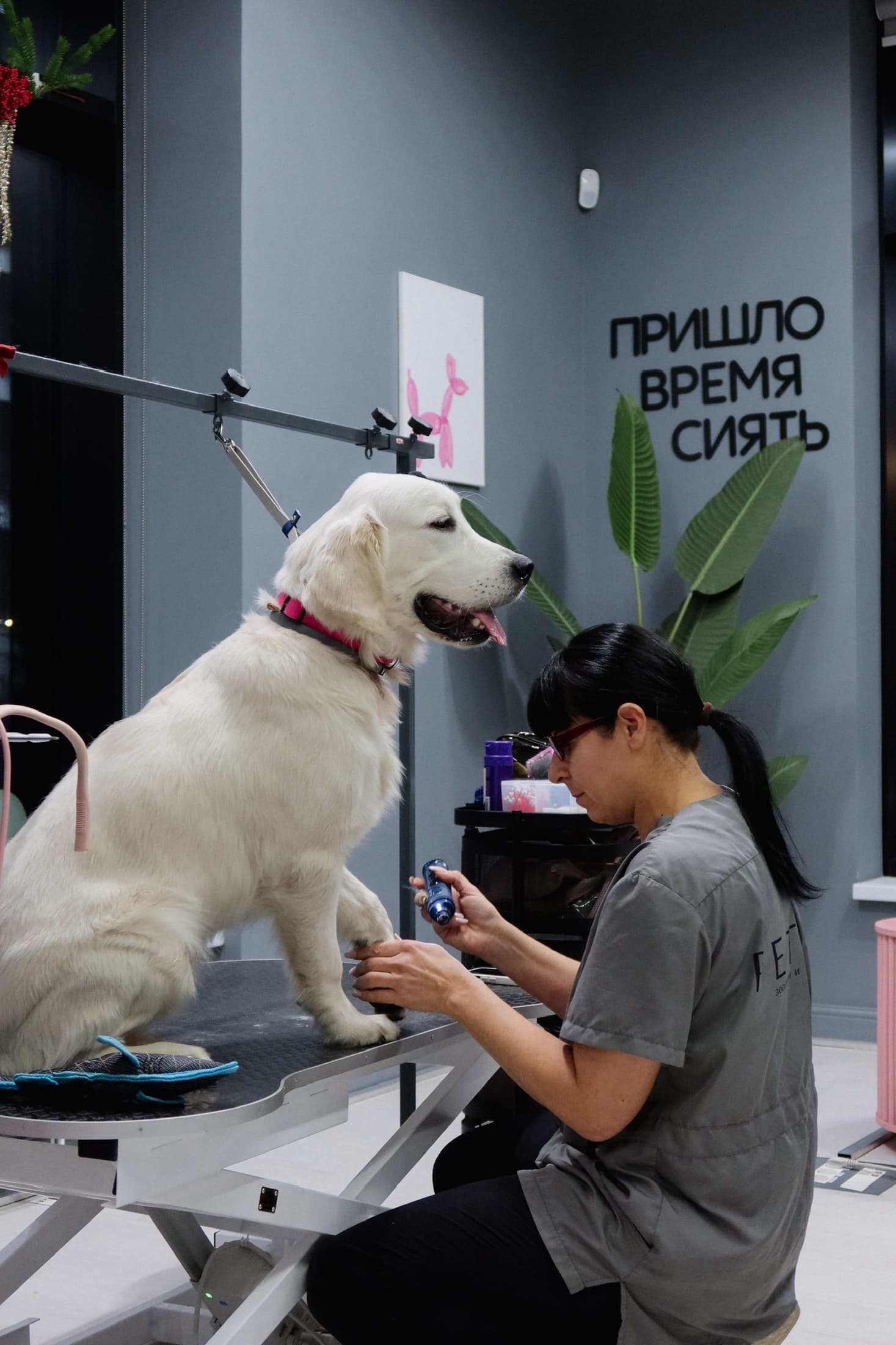 Мастер работает с шерстью собаки в PETLAND