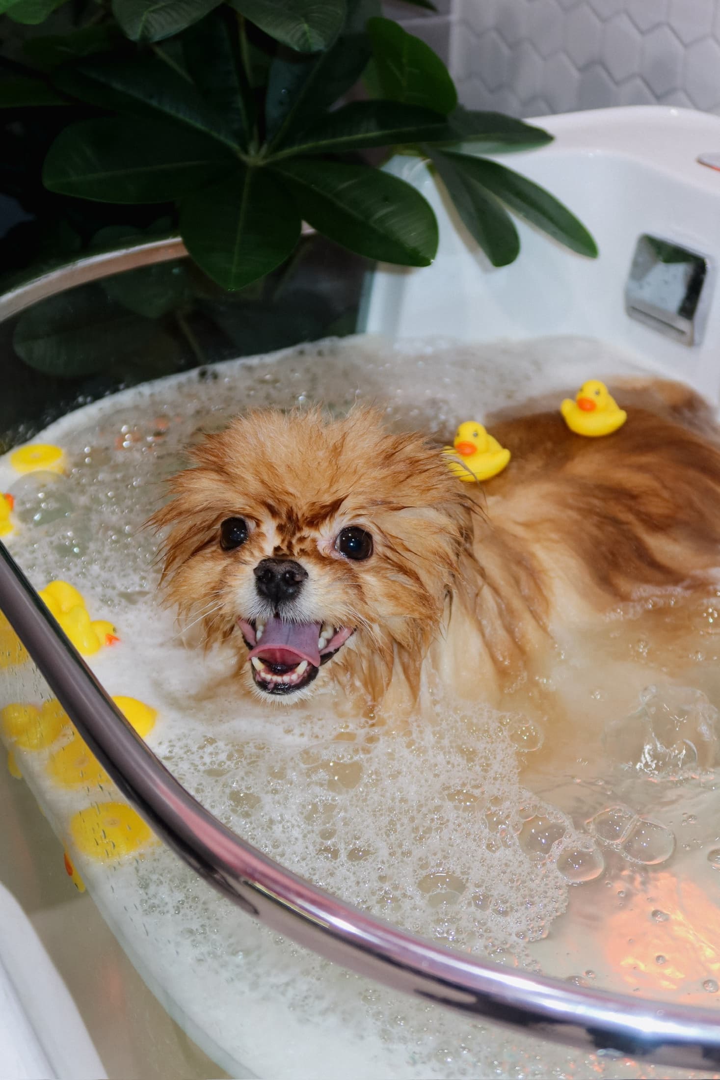 Собака во время ухода в подсвеченной ванне PETLAND