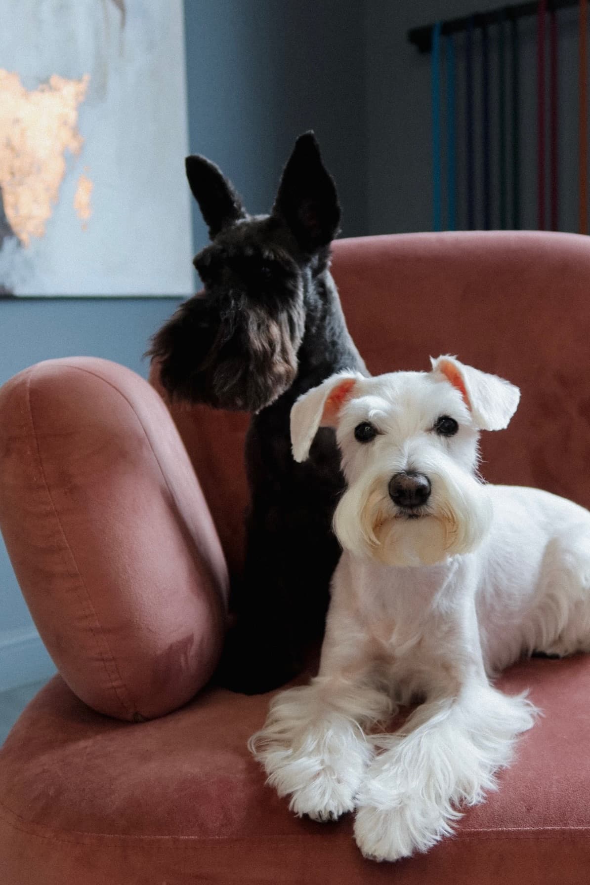Две собаки в lounge PETLAND
