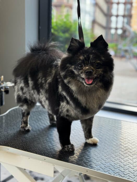 Собаки в зоне daycare PETLAND