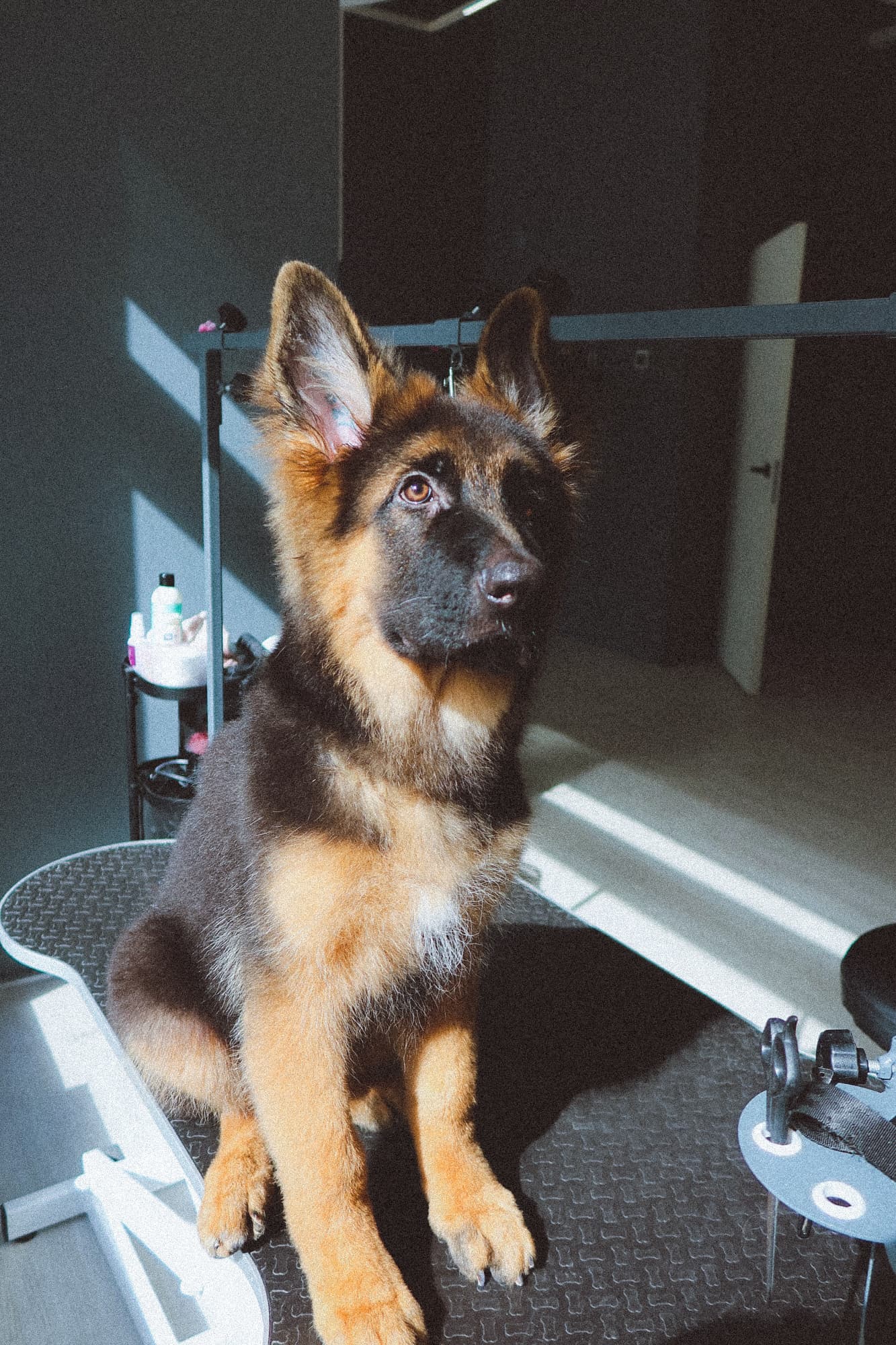 Спокойный питомец в пространстве PETLAND