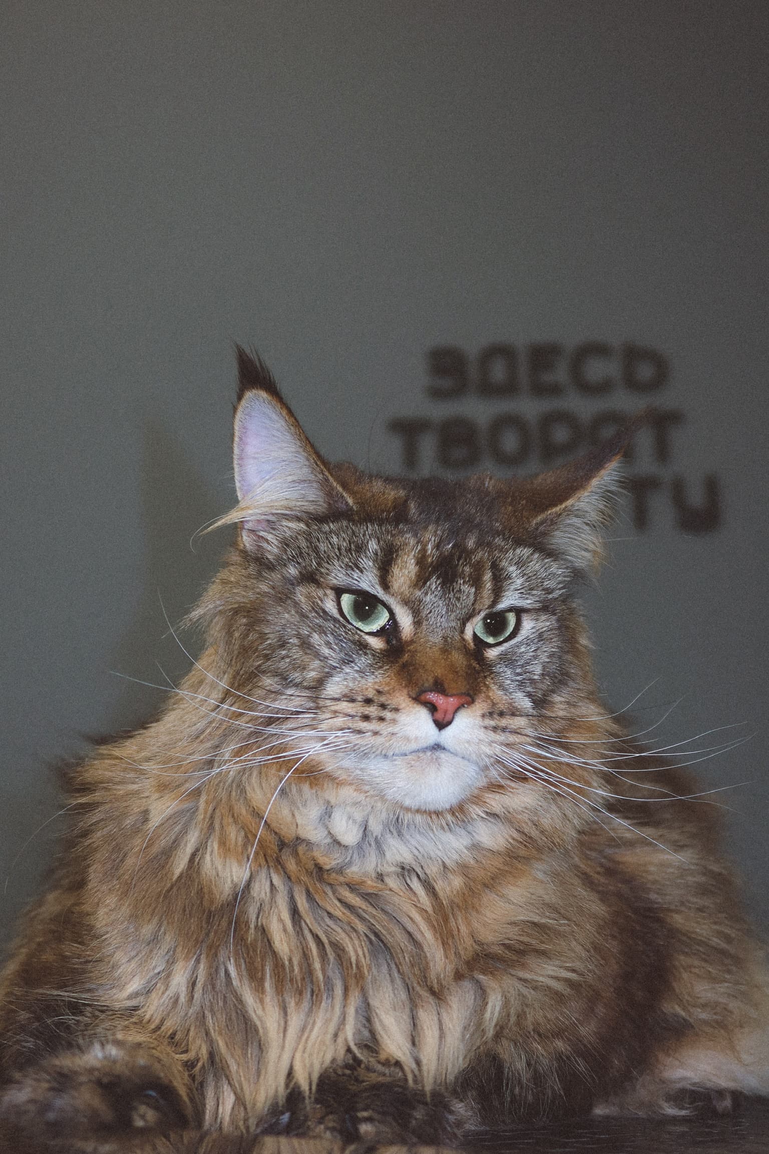 Процесс ухода в PETLAND