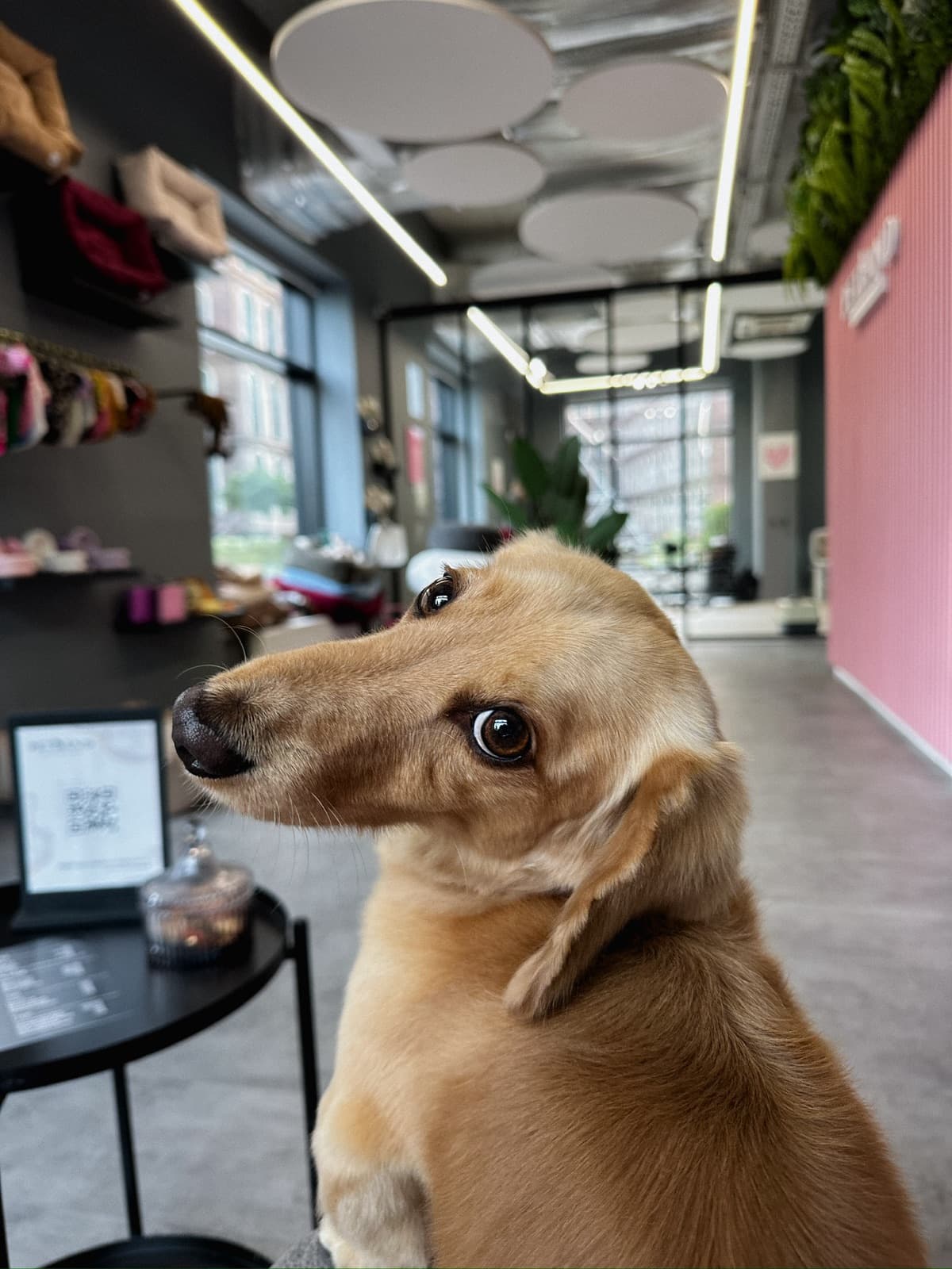 Собака в открытом пространстве PETLAND