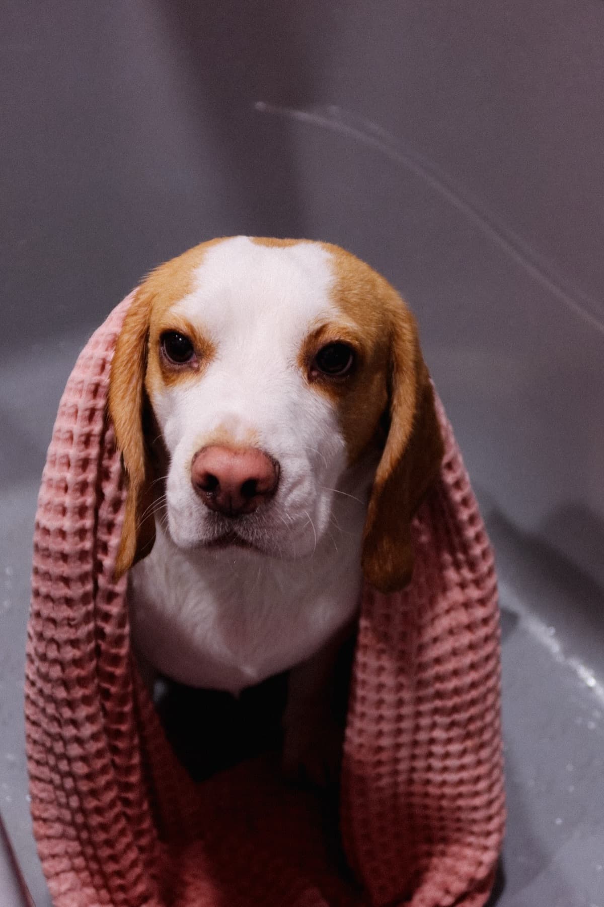 Бигль после спокойного мытья в PETLAND