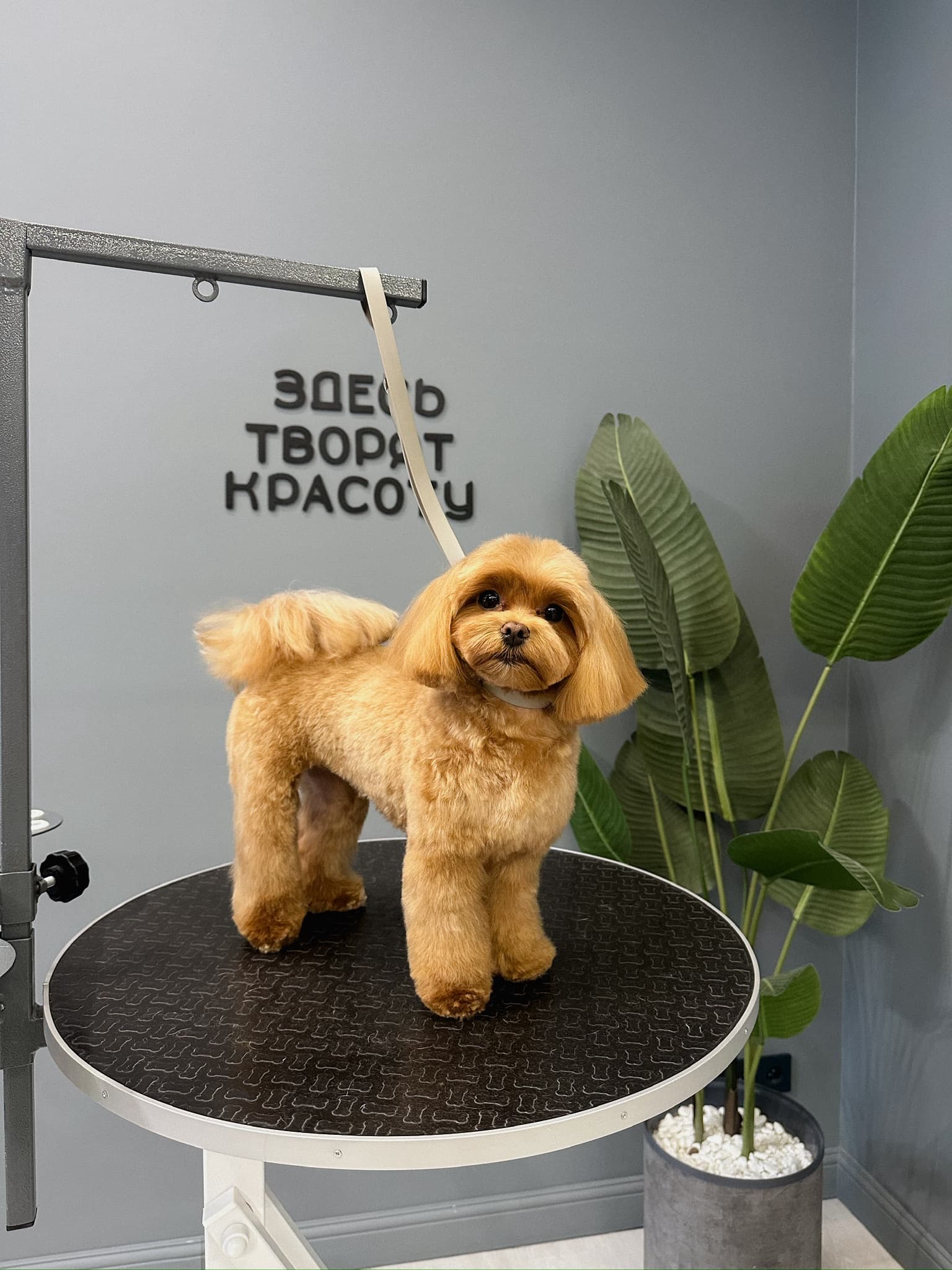 Собака после груминга PETLAND
