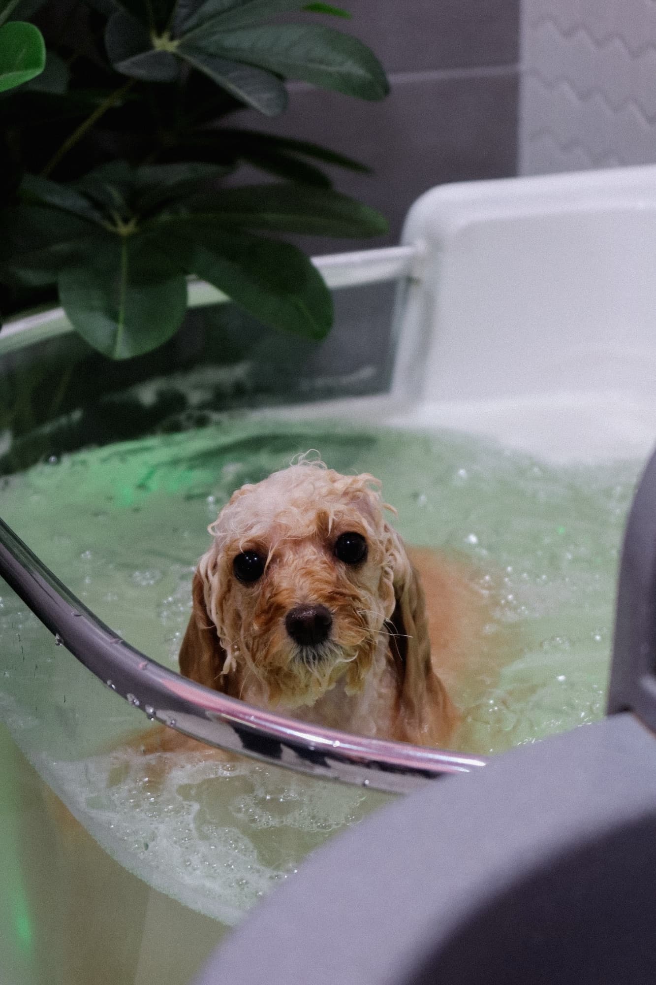 SPA-уход в ванне PETLAND