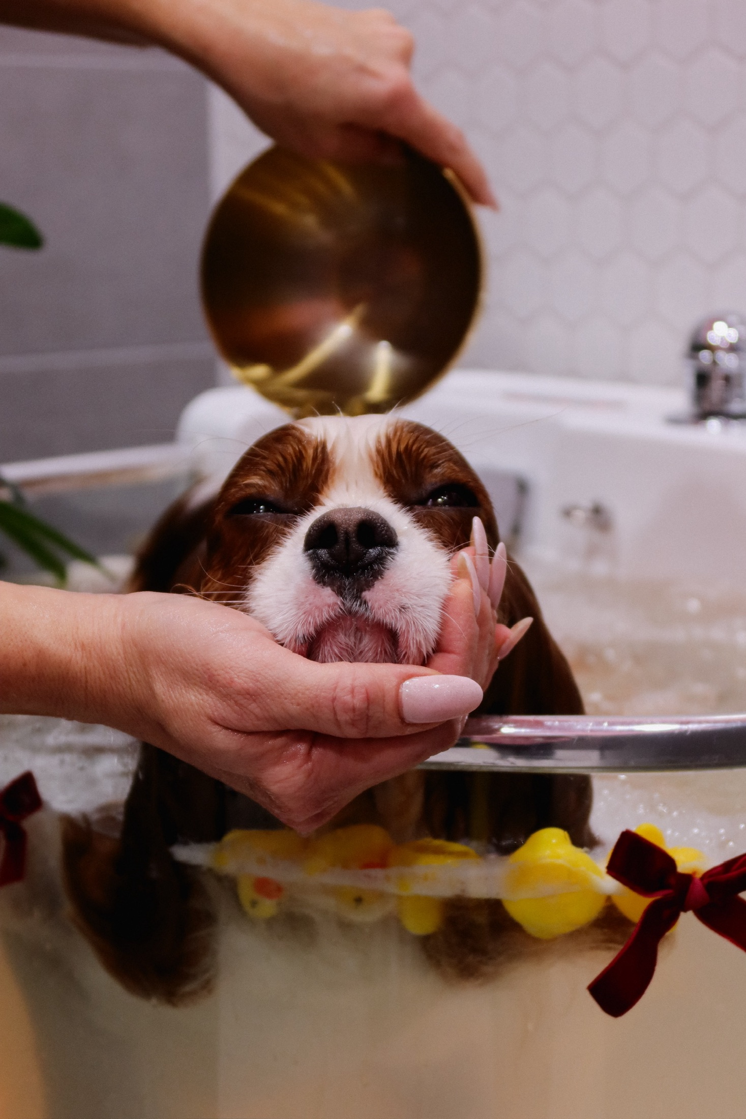 Деликатный SPA-уход за питомцем в PETLAND